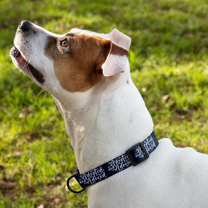 Adopted Pet Collar - Cute Dog Collar - Trendy Dog Collar - MRSLM