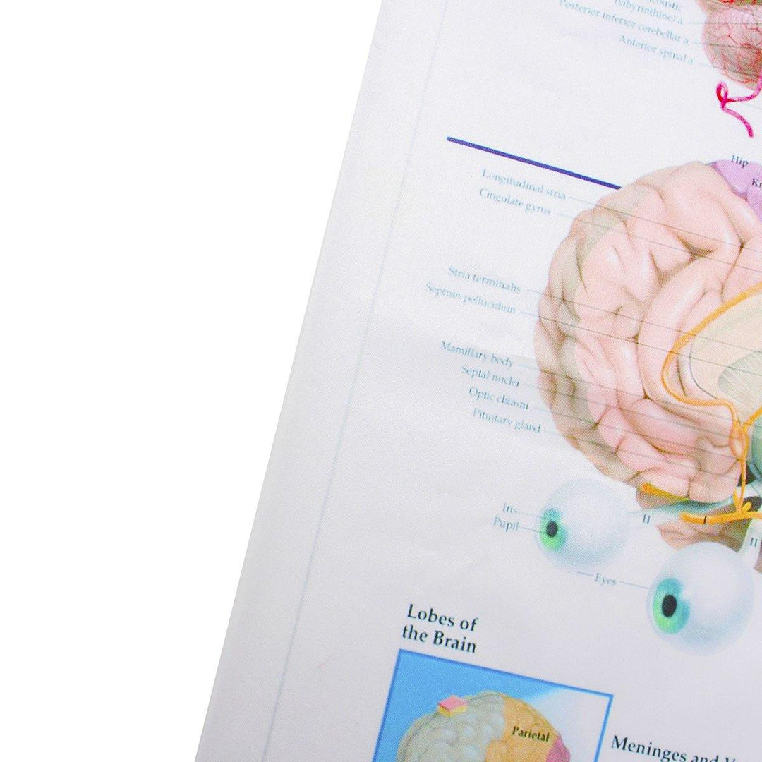 60x80cm Anatomy Of The Brain Poster Anatomical Silk Cloth Chart Human Body Midcal Educational Decor - MRSLM