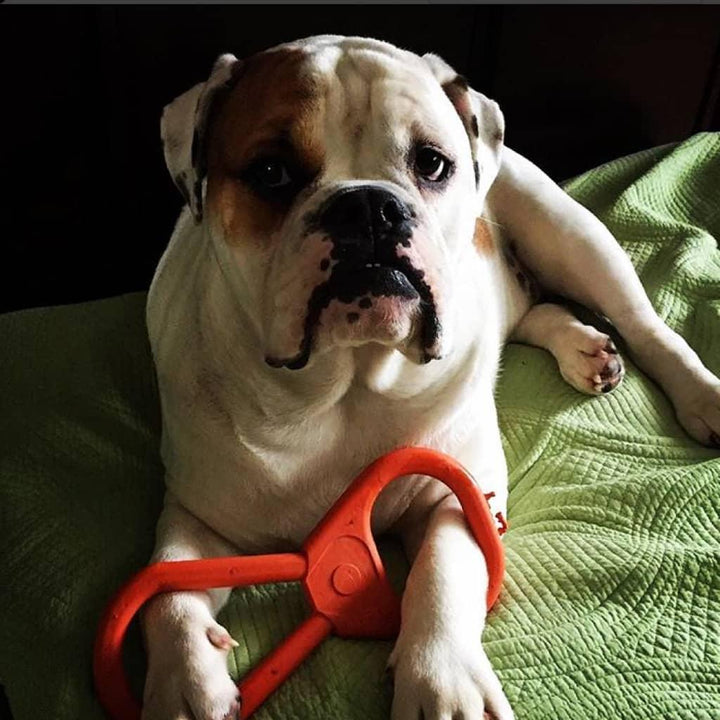 Tug O' War Toy - MRSLM