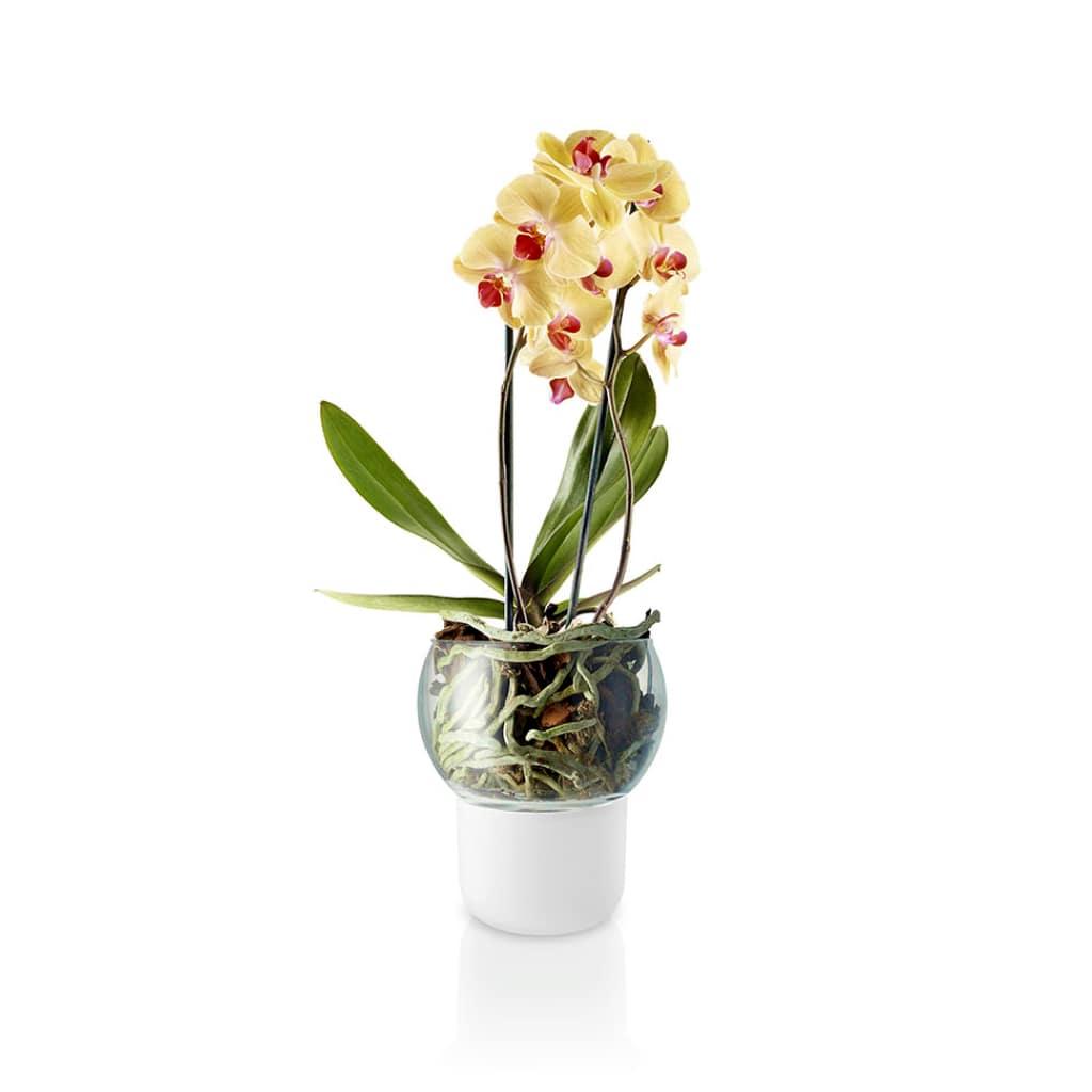 Self-Watering Orchid Pot - MRSLM